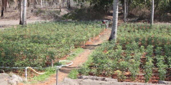 Pelatihan Penggunaan Cocomesh di Desa Hijau