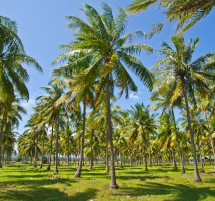 cara menanam pohon kelapa untuk dijual