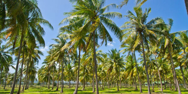 cara menanam pohon kelapa untuk dijual