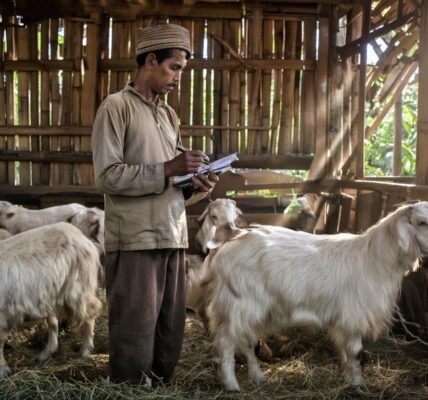 jadwal perawatan kambing etawa