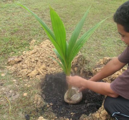 cara penanaman kelapa agar cepat berbuah