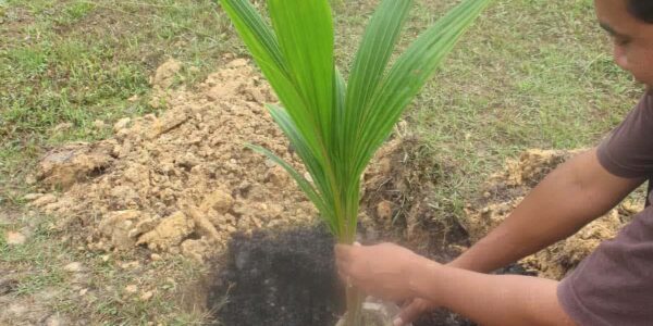 cara penanaman kelapa agar cepat berbuah