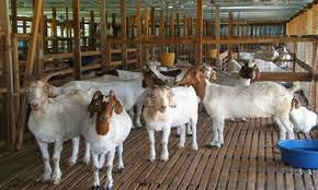 analisis keuntungan ternak kambing