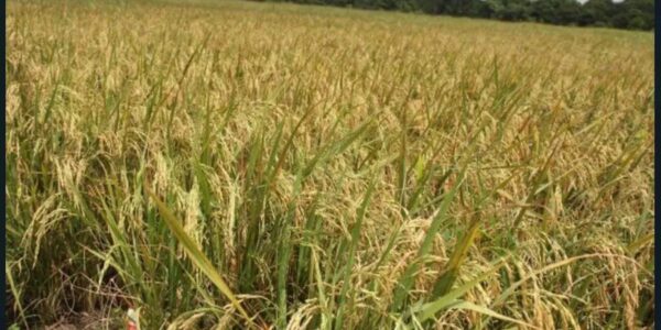 Mesin Combine Harvester Padi