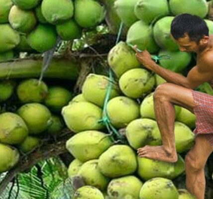 daerah produksi kelapa terbesar indonesia