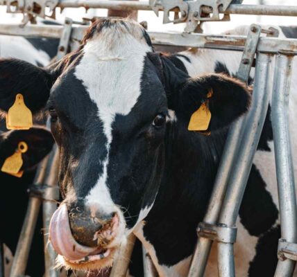 alat efisiensi kerja jagal sapi