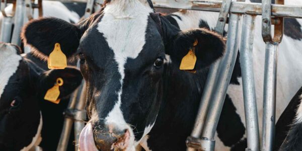 alat efisiensi kerja jagal sapi