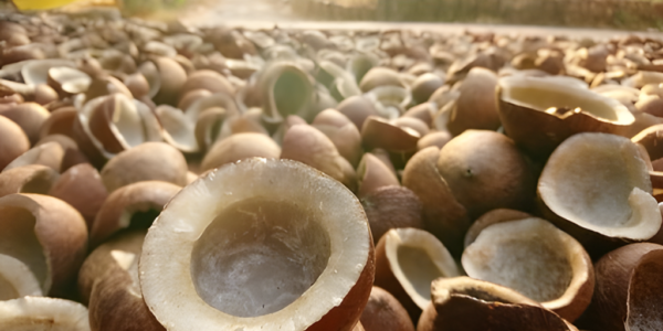 Proses Pengolahan Kelapa Dalam