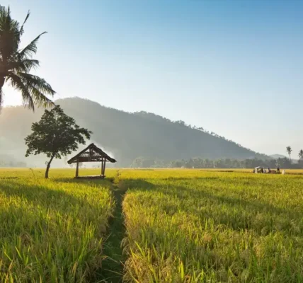 Solusi Praktis Olah Lahan Pertanian