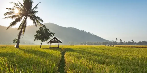 Solusi Praktis Olah Lahan Pertanian