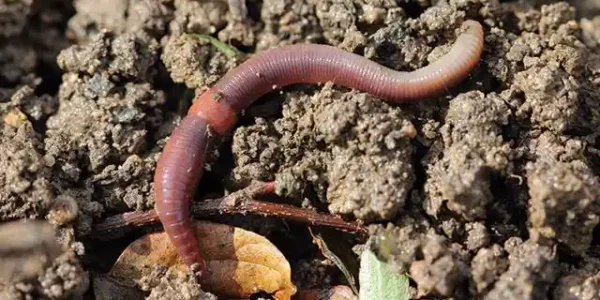 Peran fauna tanah dalam reklamasi