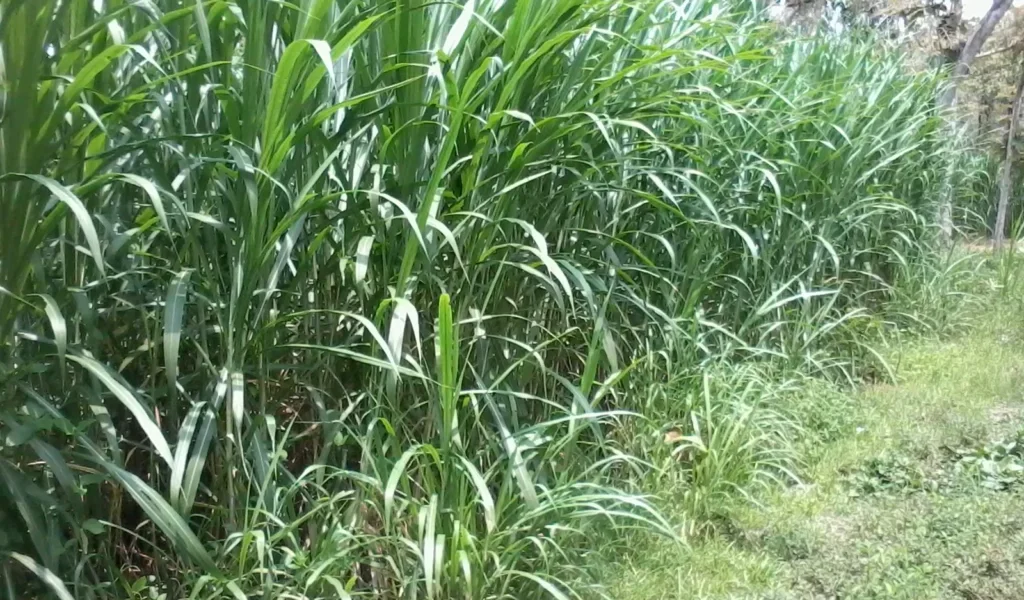rumput kolonjono untuk pakan ternak