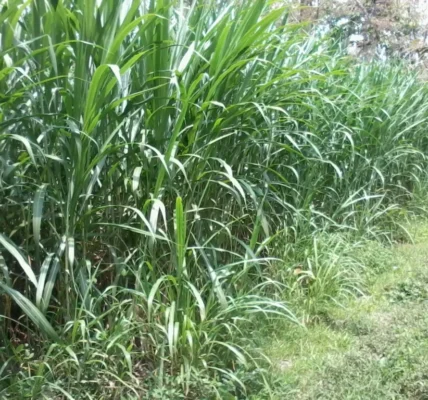 rumput kolonjono untuk pakan ternak