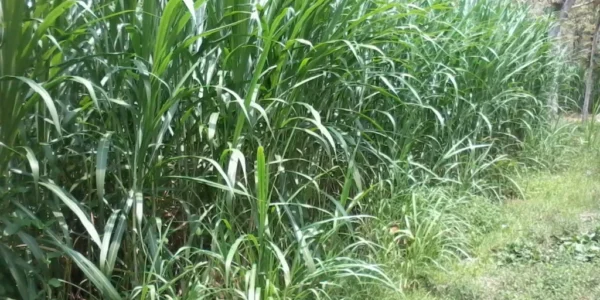 rumput kolonjono untuk pakan ternak