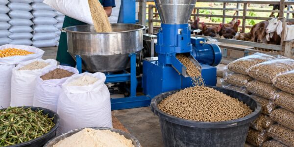 usaha produksi pakan ternak