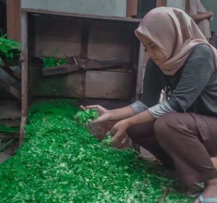 ukuran cacahan rumput untuk fermentasi