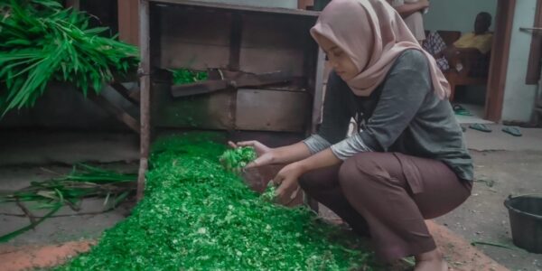 ukuran cacahan rumput untuk fermentasi