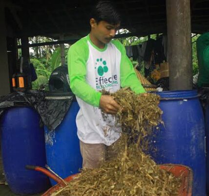 cara membuat fermentasi rumput ternak