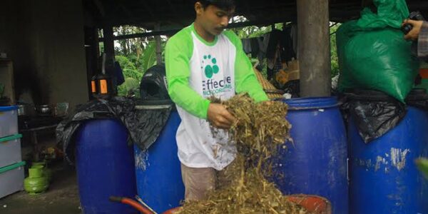 cara membuat fermentasi rumput ternak